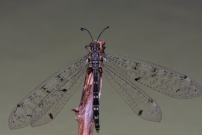 *Le Fourmilion longicorne (Neuroptre - Myrmeleontidae - Distoleon tetragrammicus)